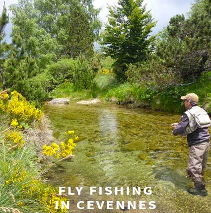 Fly fishing in Cevennes
